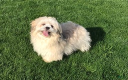 Lhasa Apso dogs for sale: Heather - Image 8