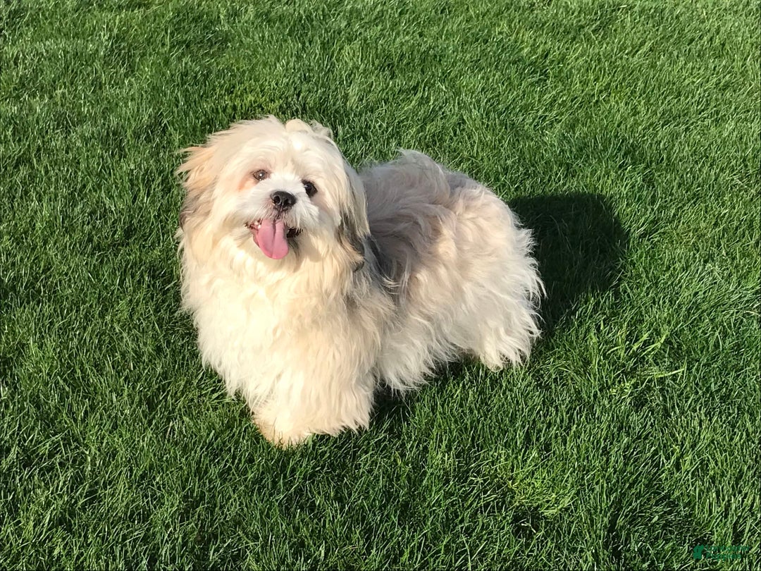 Lhasa Apso dogs for sale: Heather - Image 8