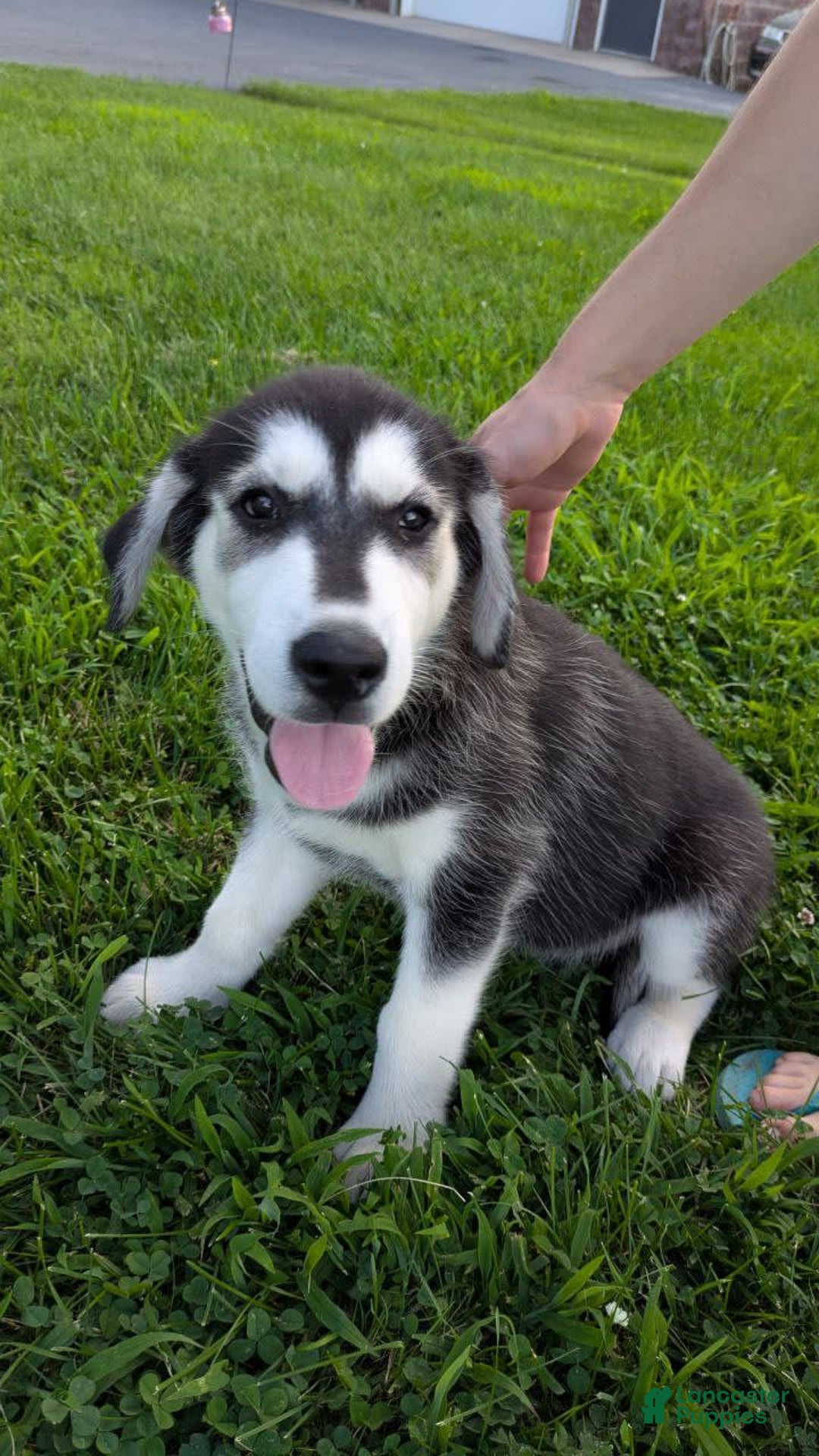 Goberian dogs for sale: Glacier - Image 3