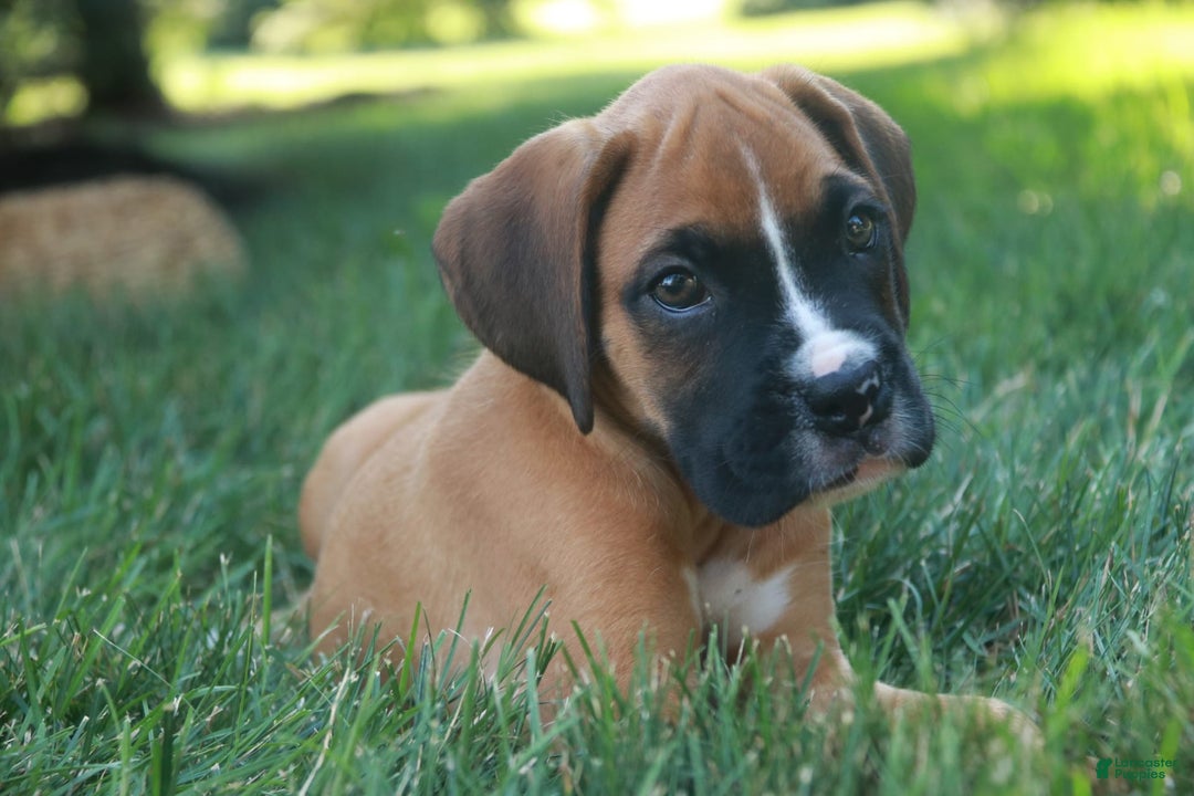 Boxer dogs for sale: Eli - Image 7