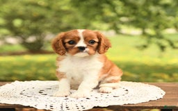 Cavalier King Charles Spaniel dogs for sale: Eden - Image 4