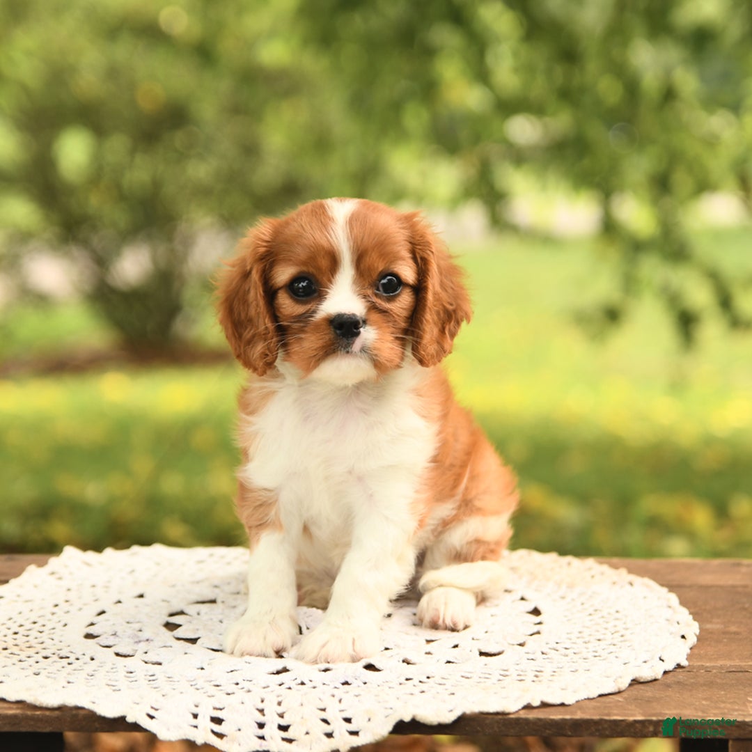 Cavalier King Charles Spaniel dogs for sale: Eden - Image 4