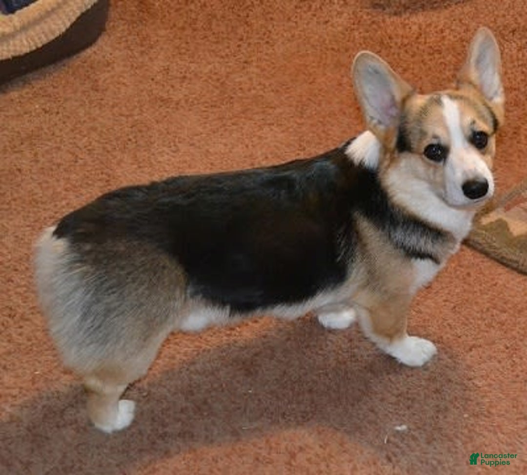 Welsh Corgi Pembroke dogs for sale: Lucy - Image 4