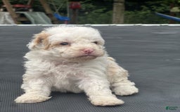 Miniature Poodle dogs for sale: Dexter - Image 20