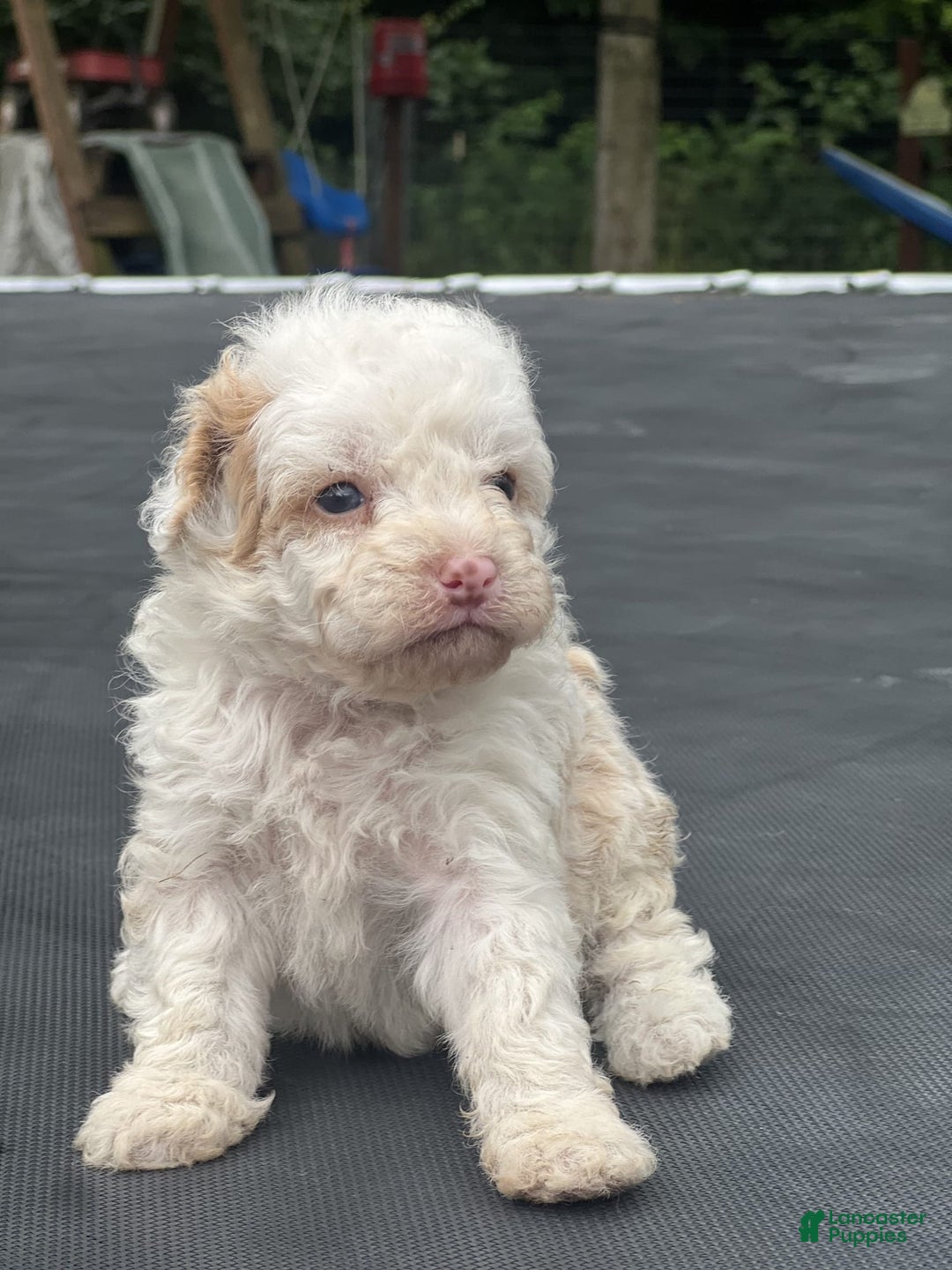 Miniature Poodle dogs for sale: Dexter - Image 20