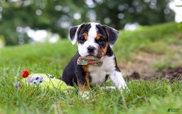 Beabull dogs for sale: Sally - Image 1