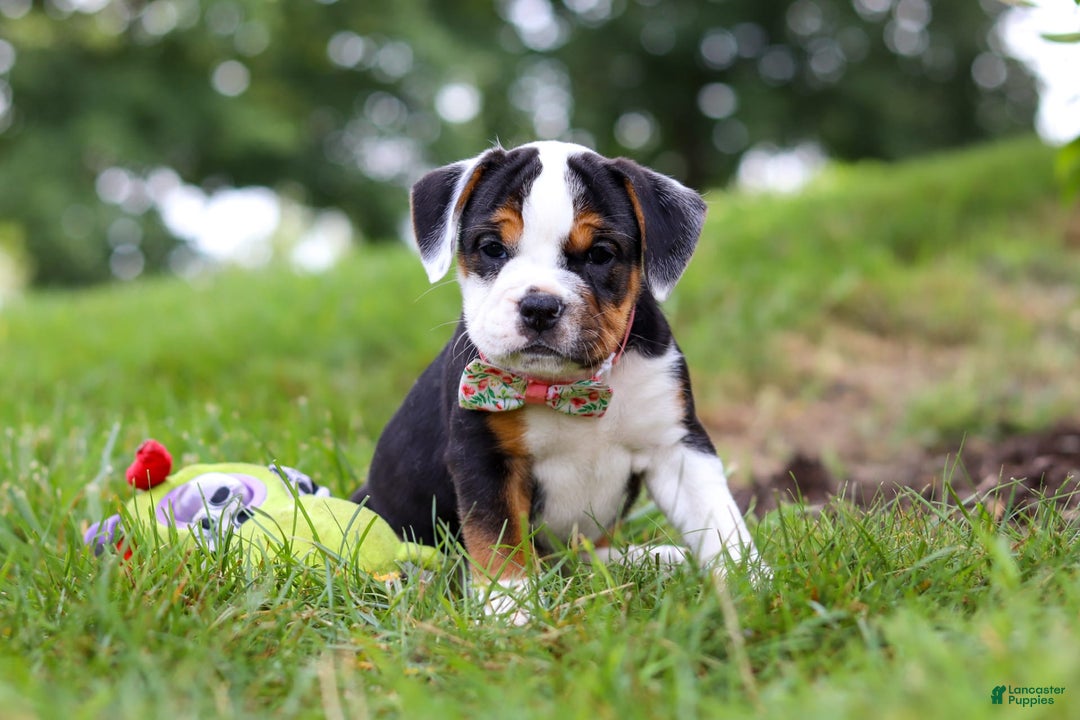Beabull dogs for sale: Sally - Image 1