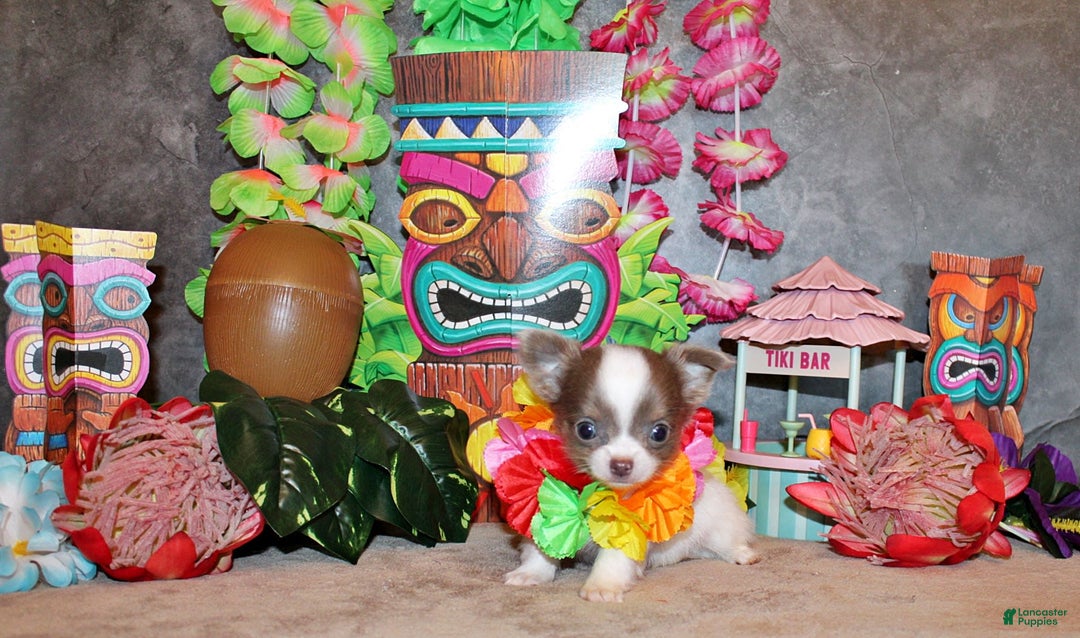 Chihuahua dogs for sale: Victor - Image 4
