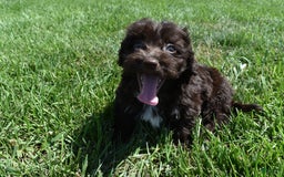 Havapoo dogs for sale: Annie - Image 7