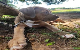 American Bully dogs for sale: Diesel - Image 6
