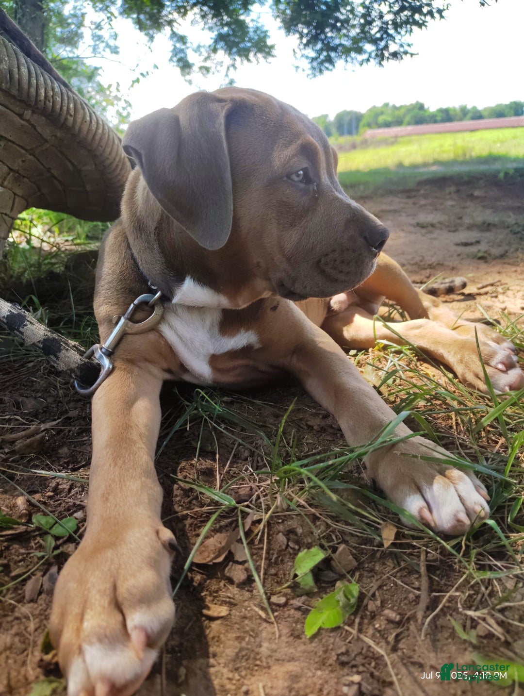 American Bully dogs for sale: Diesel - Image 6