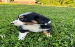 Australian Shepherd dogs for sale: Ahsoko - Image 4