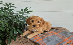 Cockapoo dogs for sale: Bently - Image 2