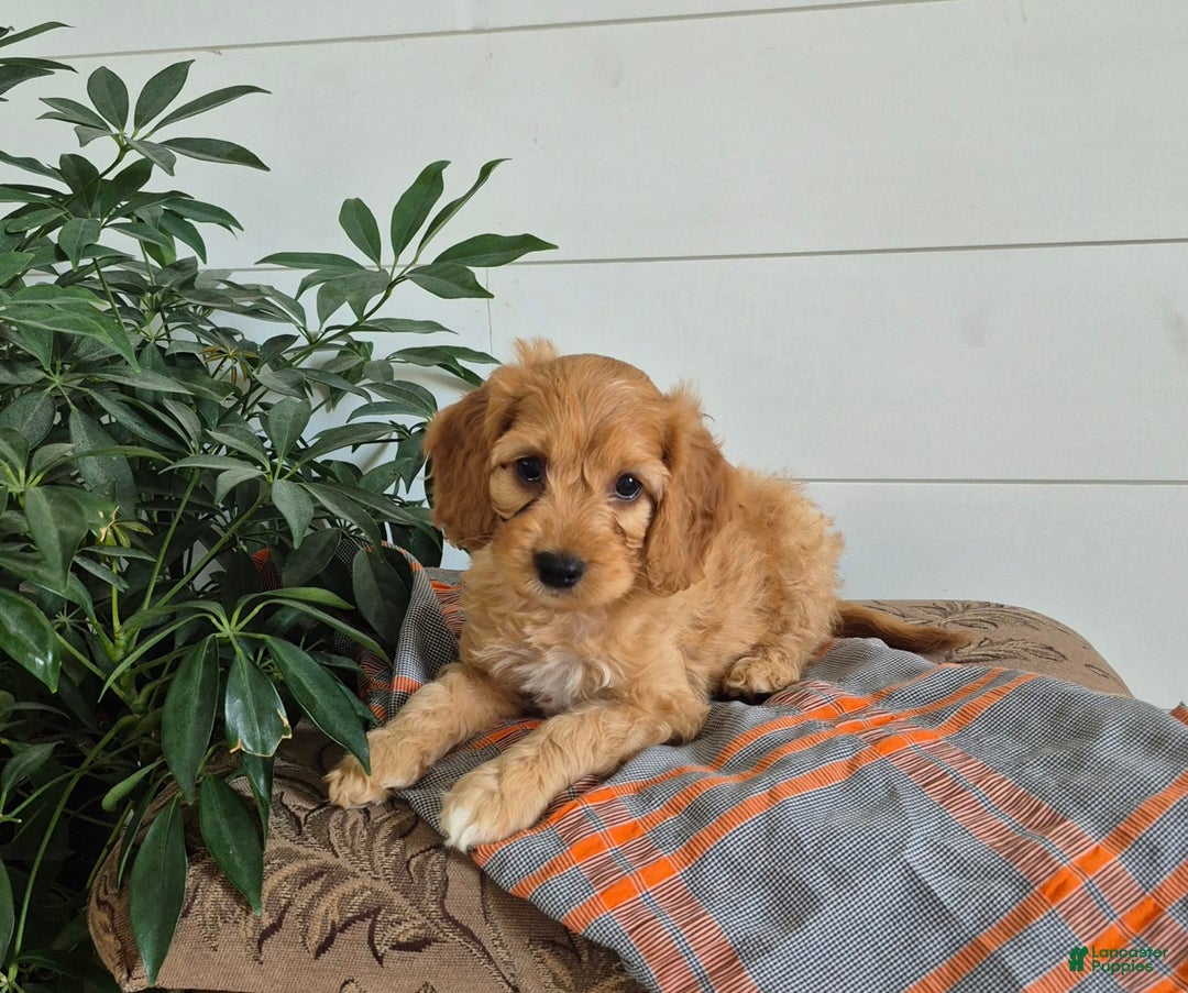 Cockapoo dogs for sale: Bently - Image 2