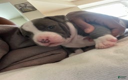 American Staffordshire Terrier dogs for sale: Gizmo - Image 2
