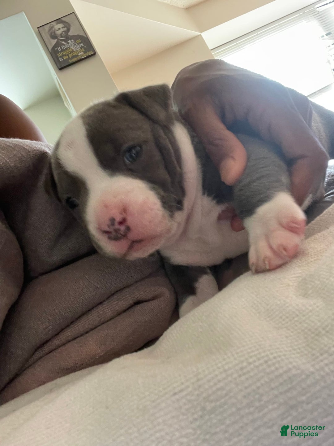 American Staffordshire Terrier dogs for sale: Gizmo - Image 2