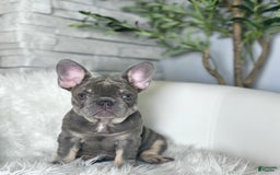 French Bulldog dogs for sale: Izzy - Image 10