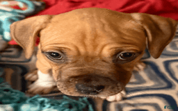 American Pit Bull Terrier dogs for sale: Spice - Image 29