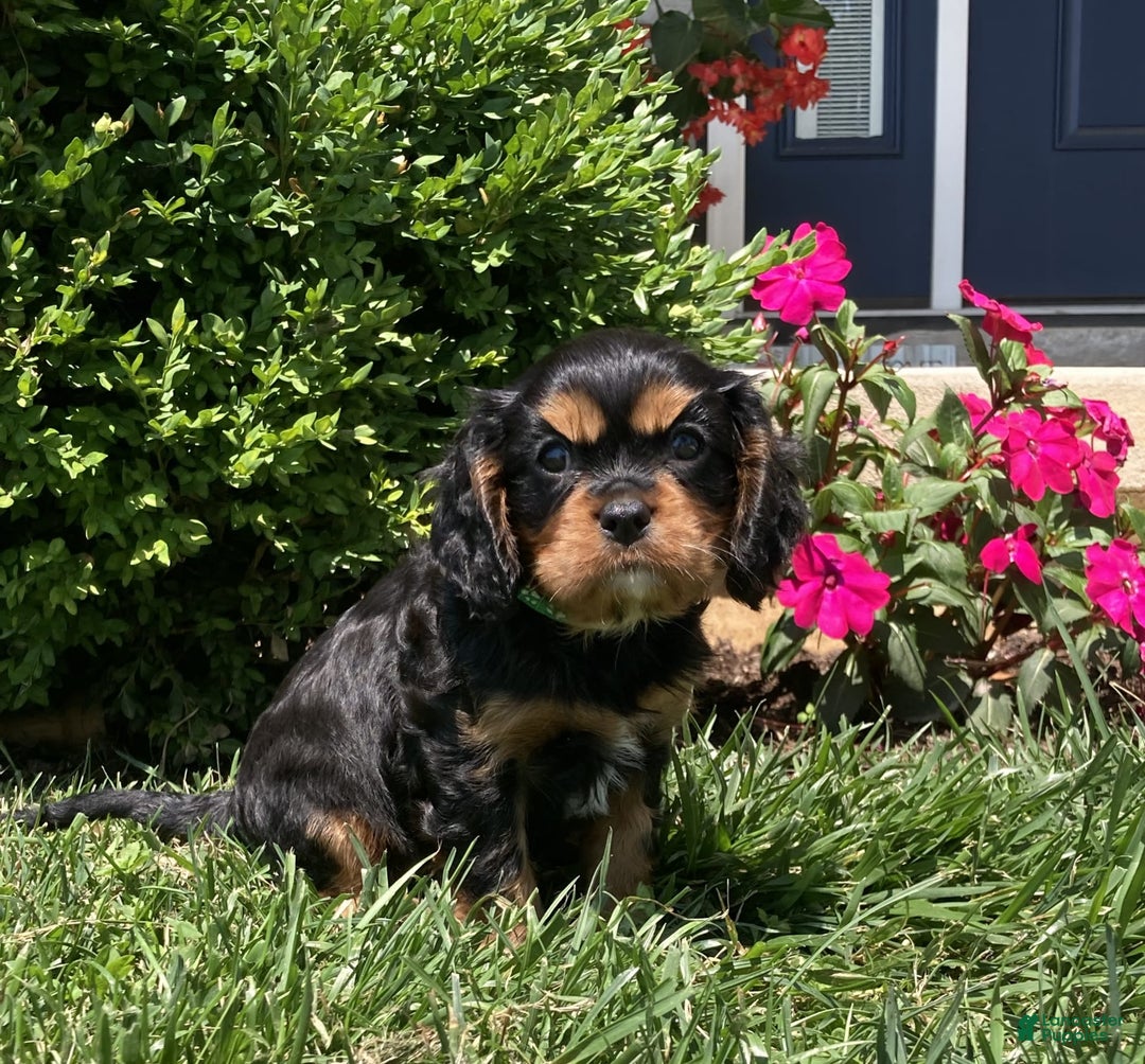 Cavalier King Charles Spaniel dogs for sale: Hope - Image 5
