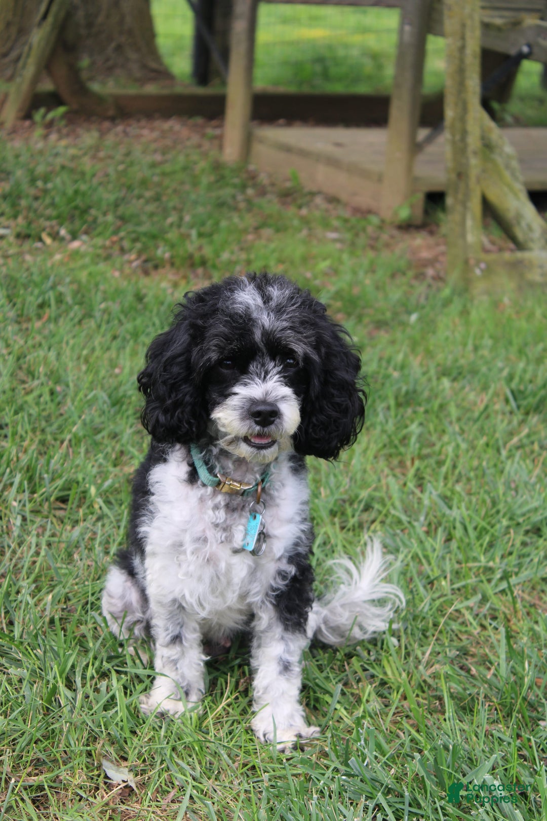 Cavapoo dogs for sale: Sela - Image 10