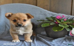 Welsh Corgi Pembroke dogs for sale: Cleo - Image 2