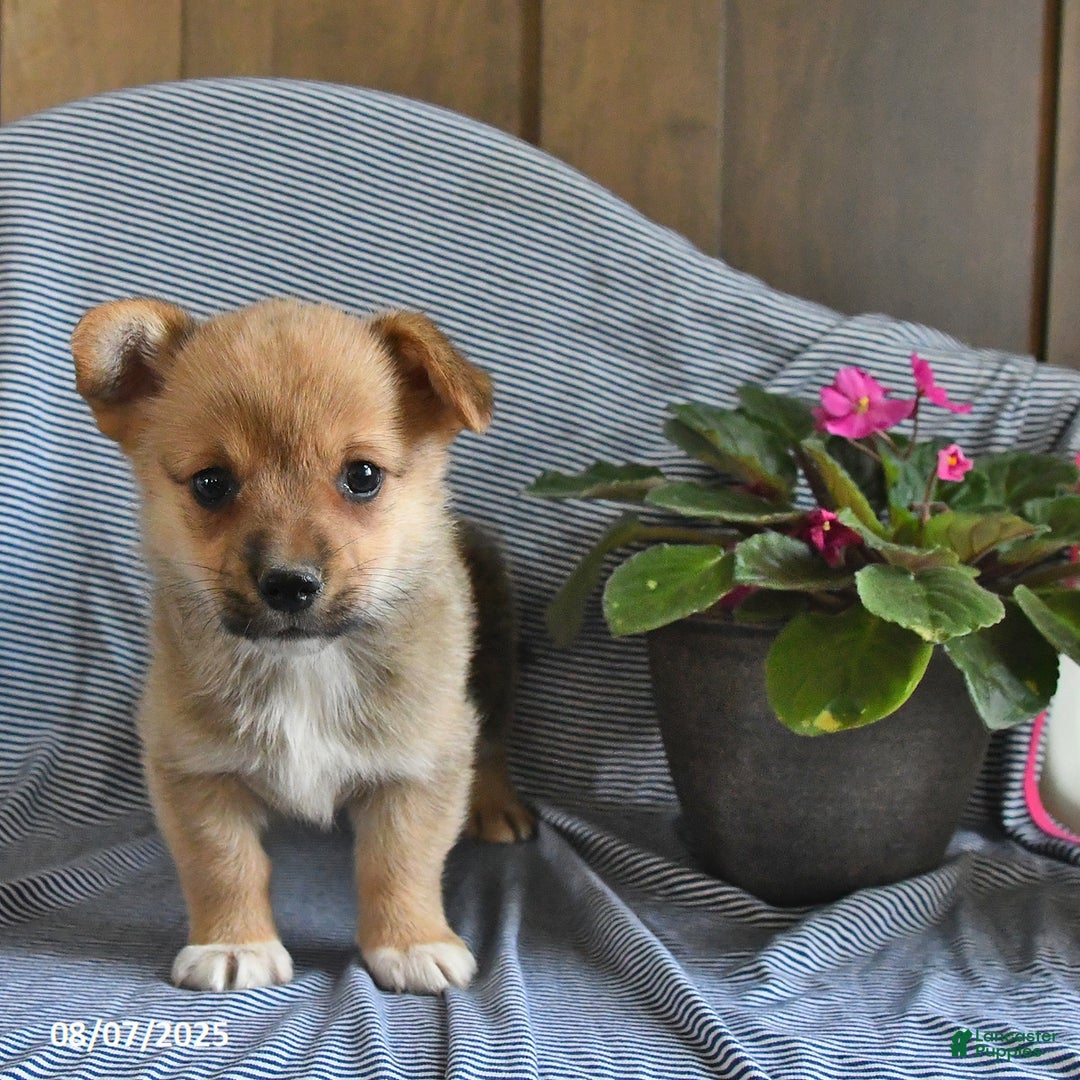 Welsh Corgi Pembroke dogs for sale: Cleo - Image 2