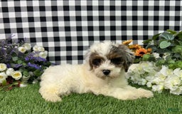 Maltipoo dogs for sale: Ruger - Image 5