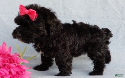 Cockapoo dogs for sale: Isabelle - Image 3