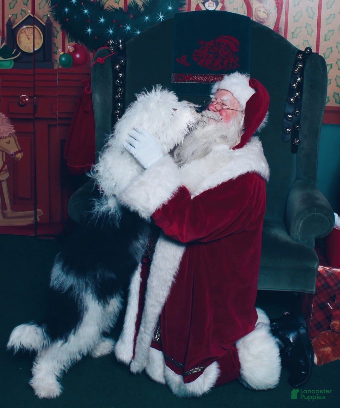 Sheepadoodle dogs for sale: Cadbury - Image 8