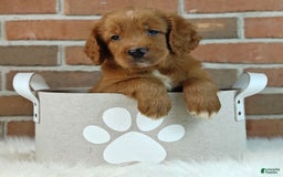 Goldendoodle dogs for sale: River - Image 21