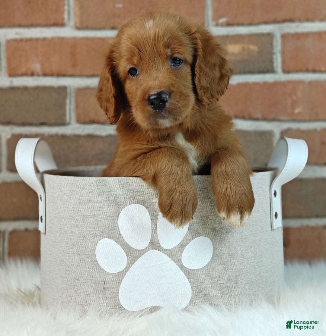 Goldendoodle dogs for sale: River - Image 21