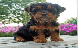 Yorkshire Terrier dogs for sale: Tia - Image 7