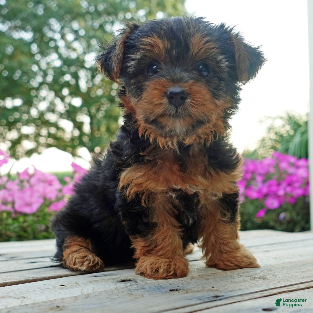 Yorkshire Terrier dogs for sale: Tia - Image 7