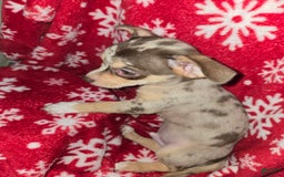 Chihuahua dogs for sale: Merle boy/Green Eyes - Image 4