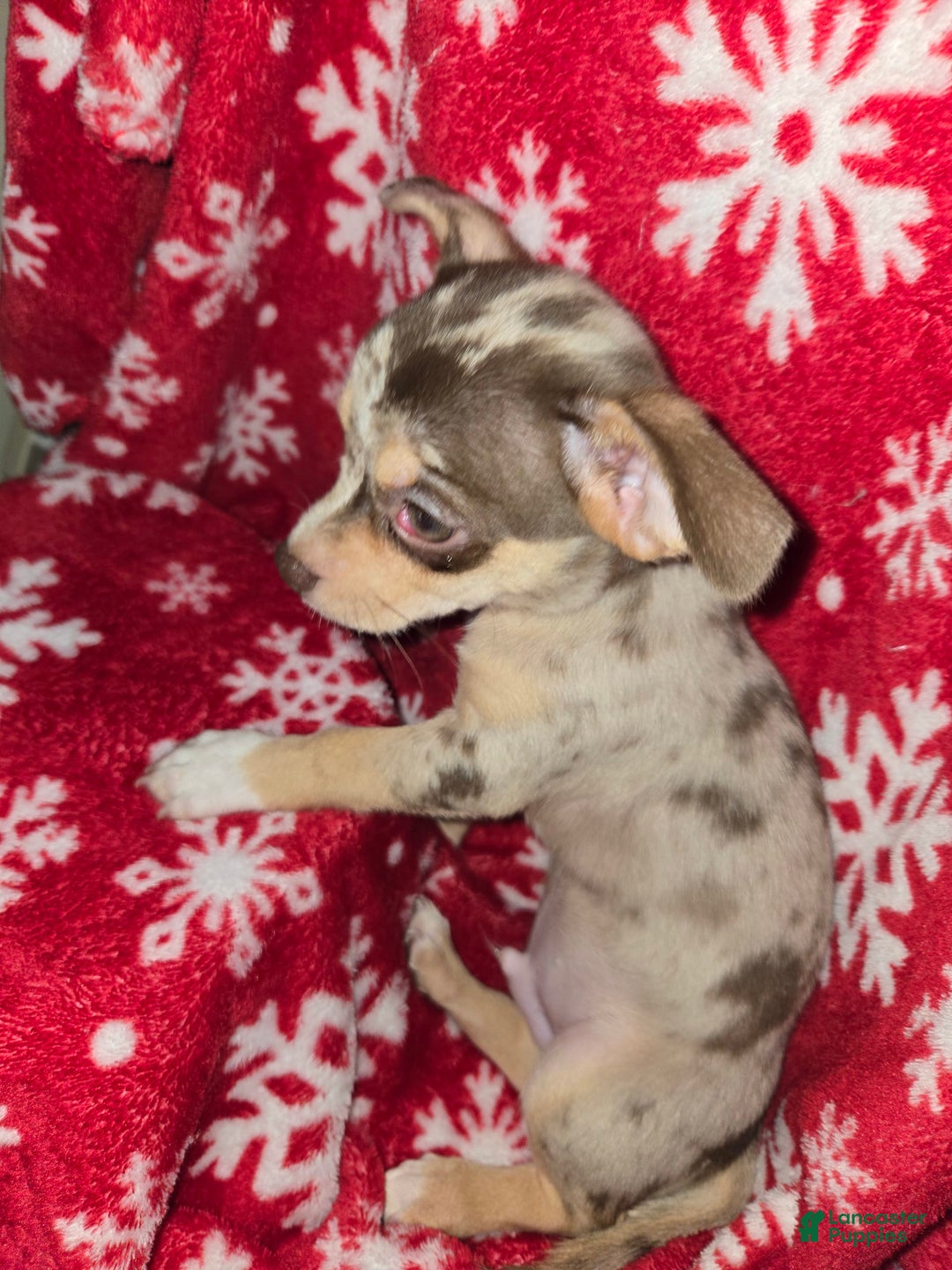 Chihuahua dogs for sale: Merle boy/Green Eyes - Image 4