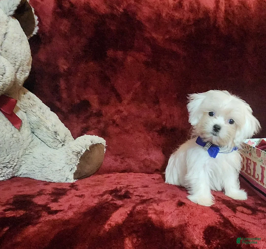 Malshi dogs for sale: Kona - Image 7