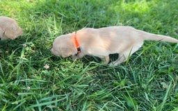 Golden Retriever dogs for sale: Orange - Image 3