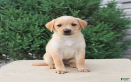Labrador Retriever dogs for sale: Labrador Retriever 8 puppies - Image 19
