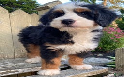 Mini Bernedoodle dogs for sale: 💛 Boston Ma 💛 Mini Bernedoodle - Image 1