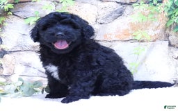 Portuguese Water Dog dogs for sale: Soloman - Image 3