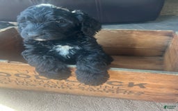 Goldendoodle dogs for sale: Ash - Image 3