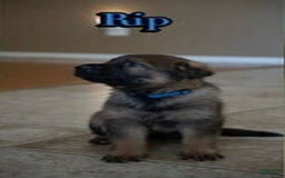 German Shepherd dogs for sale: Rip - Image 1