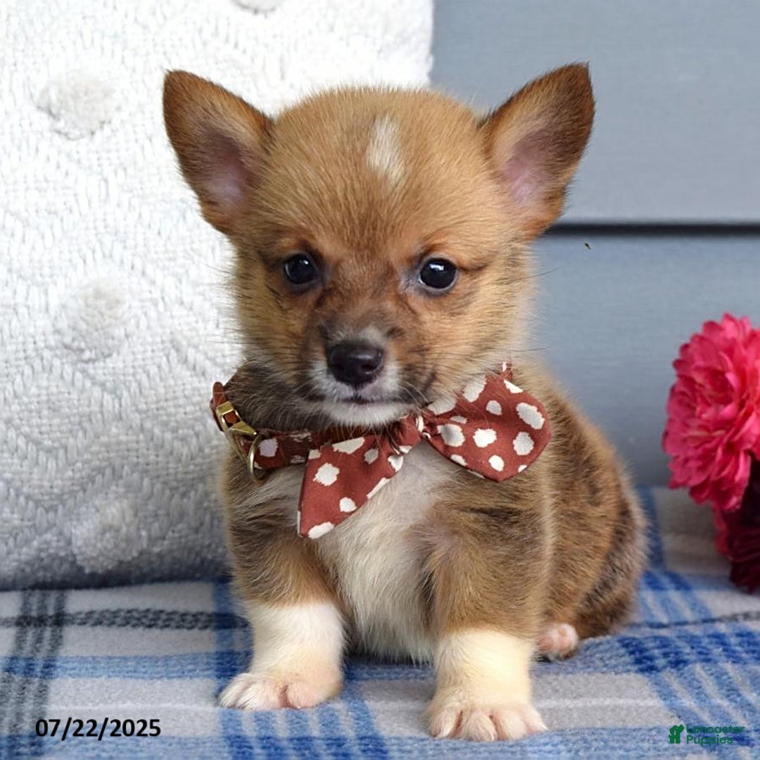Welsh Corgi Pembroke dogs for sale: Zander - Image 3