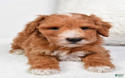  dogs for sale: Justin - Image 7