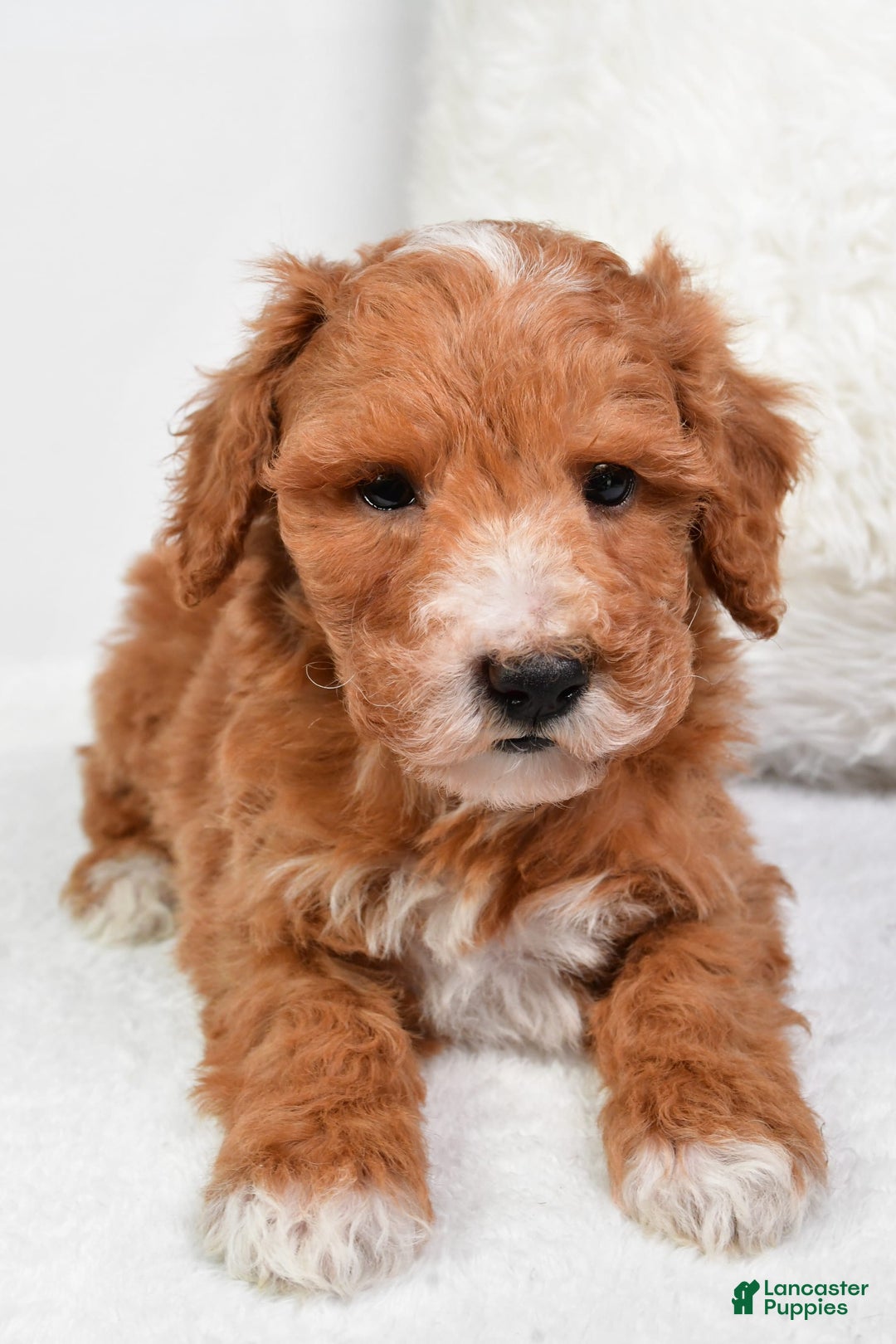  dogs for sale: Justin - Image 7