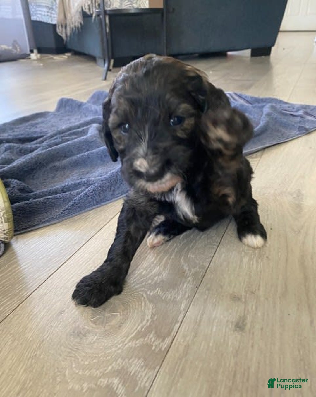 Bernedoodle dogs for sale: Baby Chocolate - Image 3