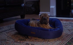Shar Pei dogs for sale: Kola Ruunt - Image 4