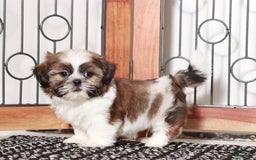 Shih Tzu dogs for sale: Mitch - Image 1