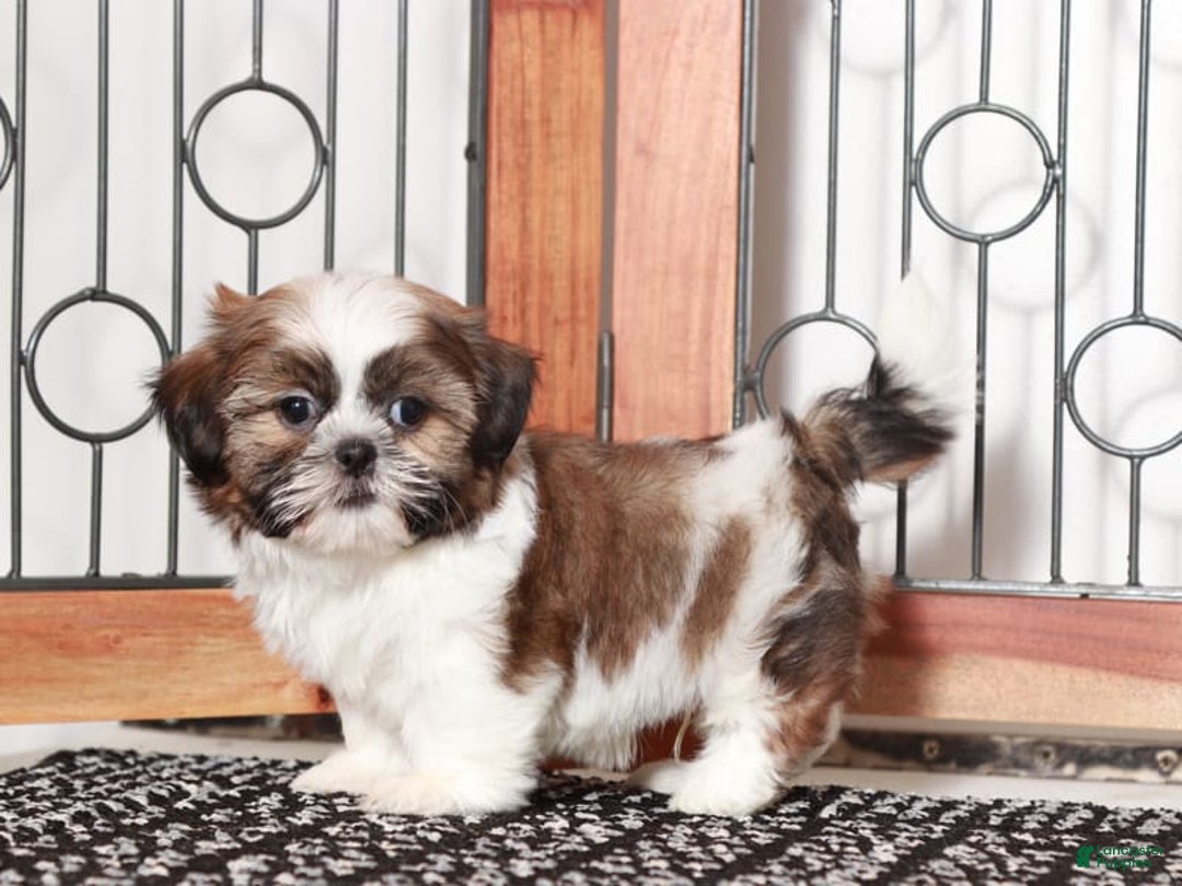 Shih Tzu dogs for sale: Mitch - Image 1