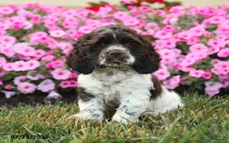Cocker Spaniel dogs for sale: Rowdy - Image 2